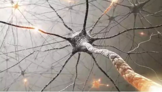 大脑意识,认知和情感都是神经冲动的结果,神经冲动是大脑中枢神经系统